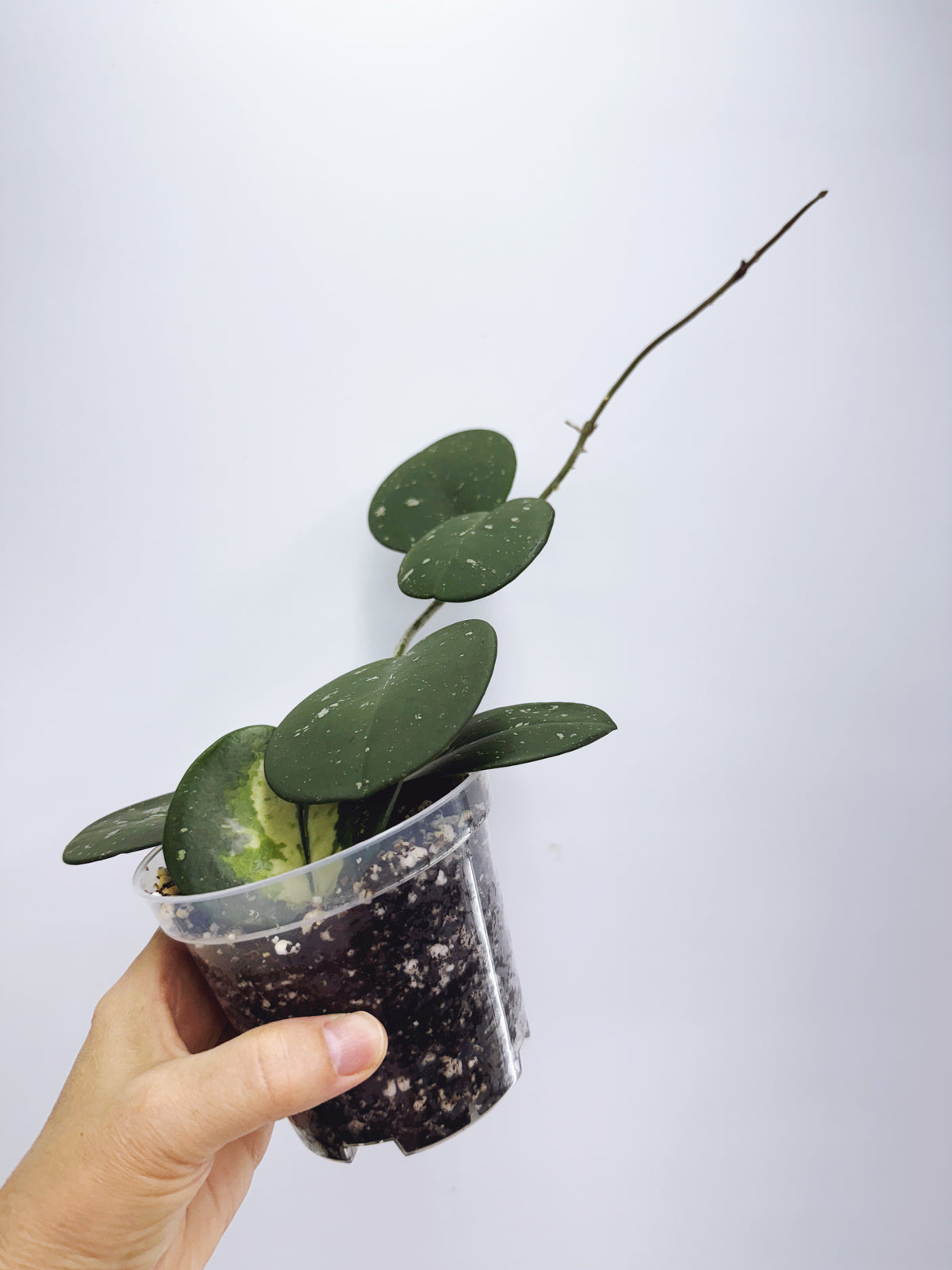 Hoya obovata splash