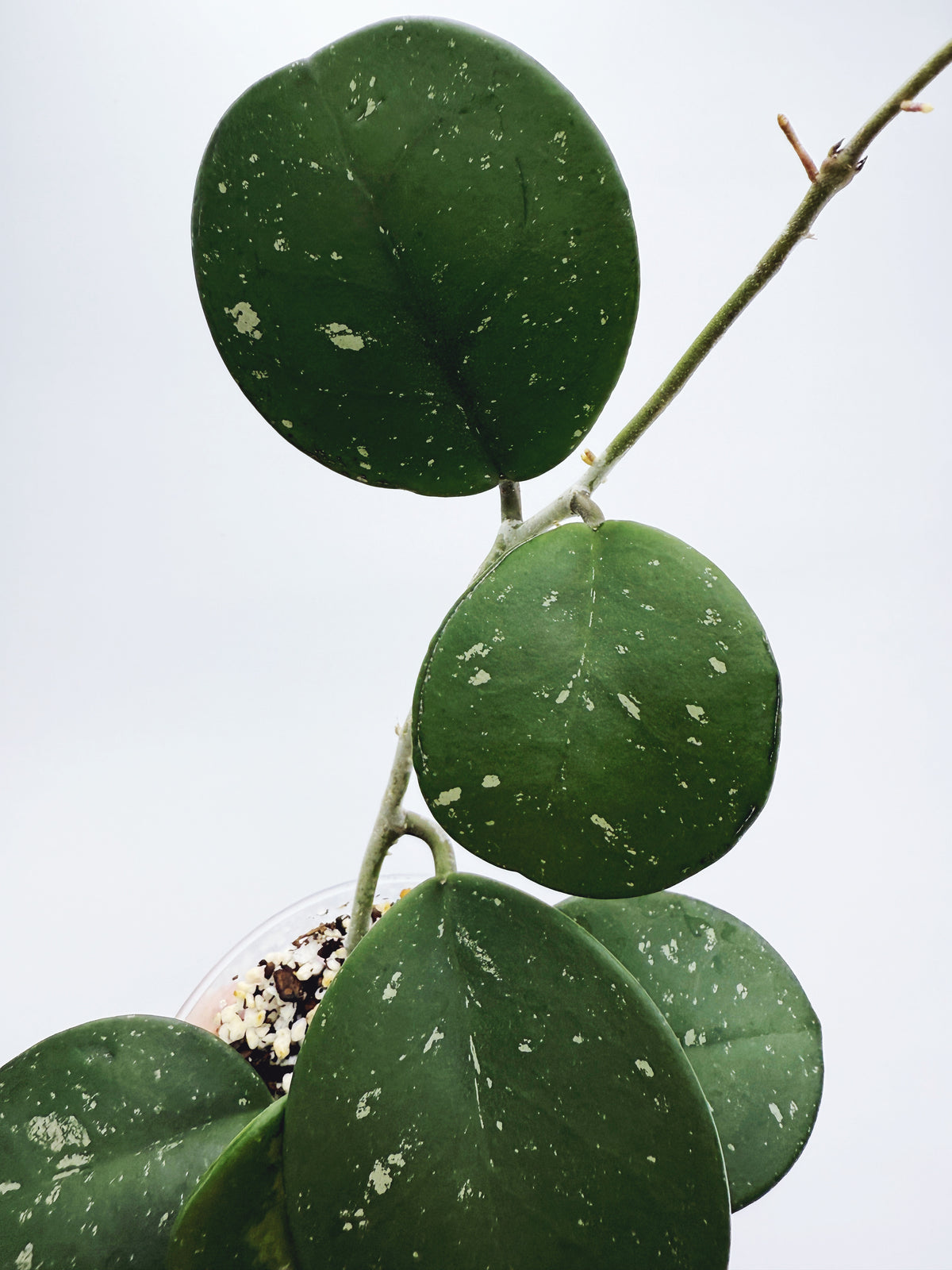 Hoya obovata splash