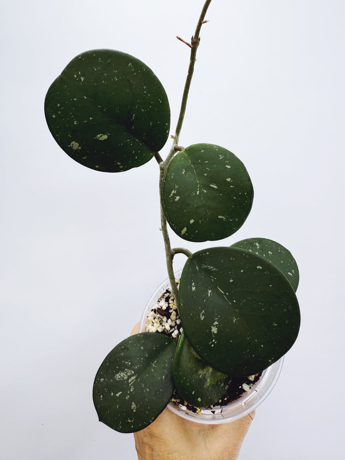 Current Plants