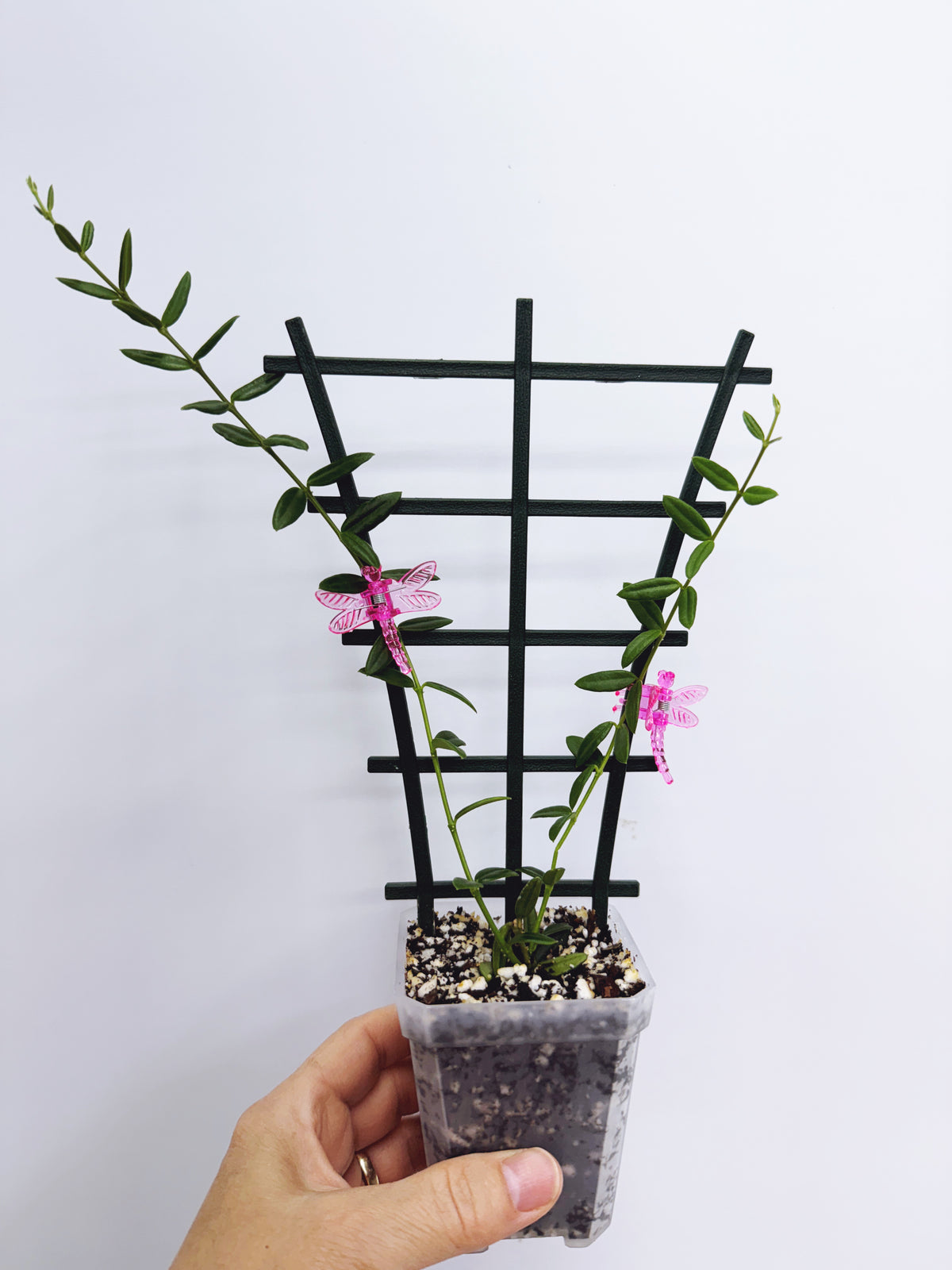 Hoya engleriana