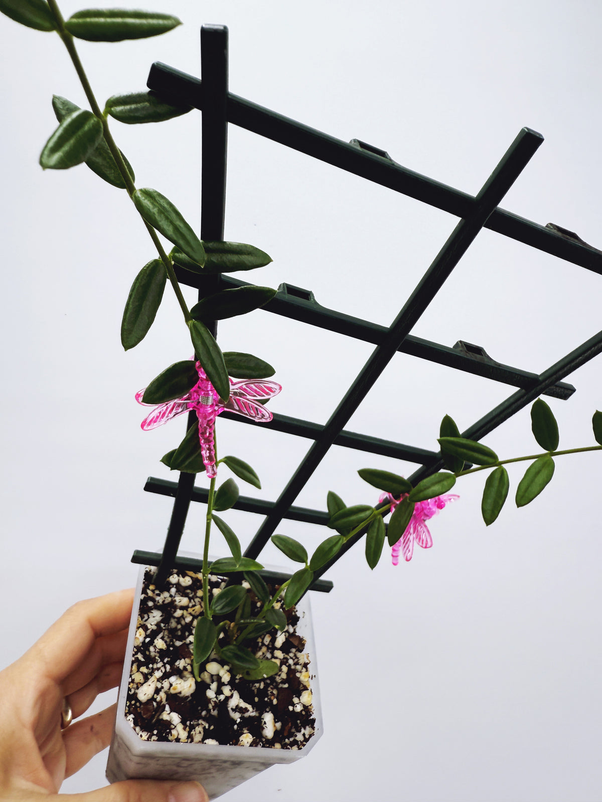 Hoya engleriana