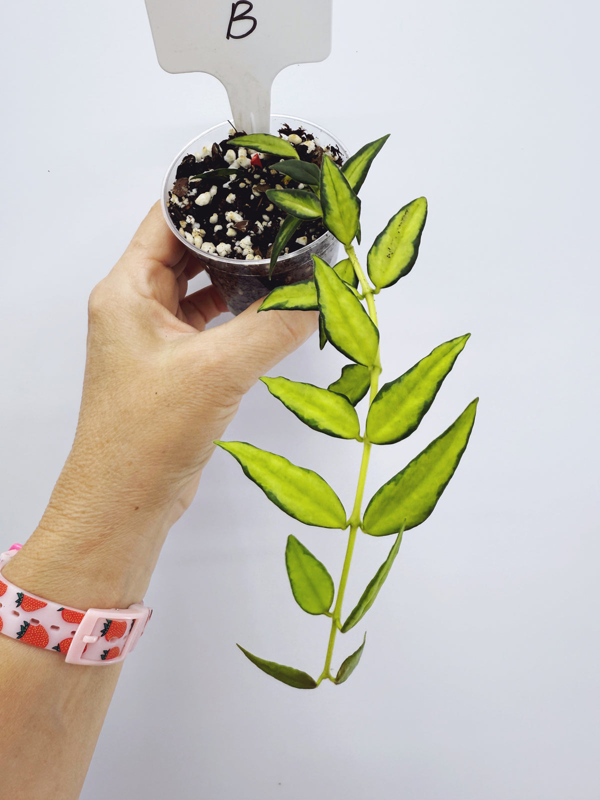 Hoya bella luis bois variegated (plant B)