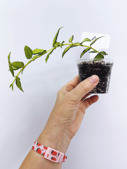 Hoya bella luis bois variegated (plant A)
