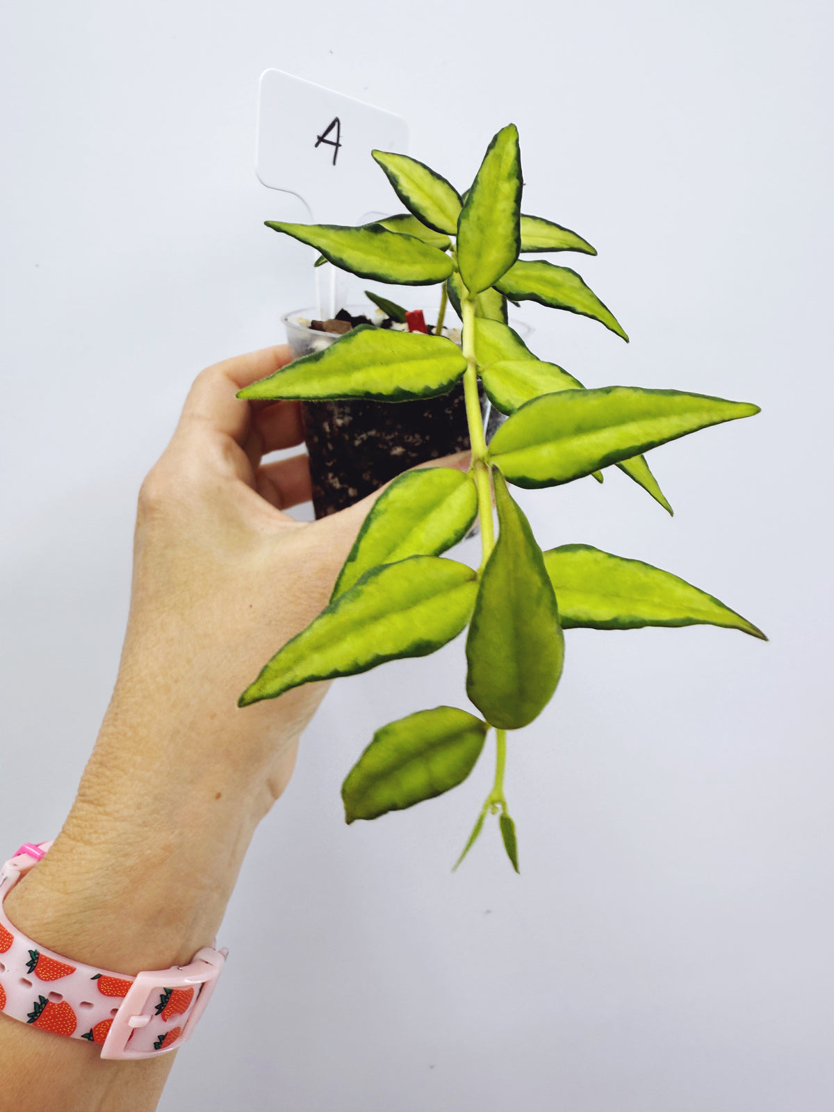 Hoya bella luis bois variegated (plant A)