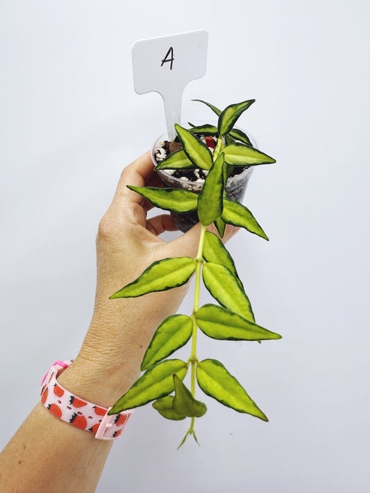 Hoya bella luis bois variegated (plant A)