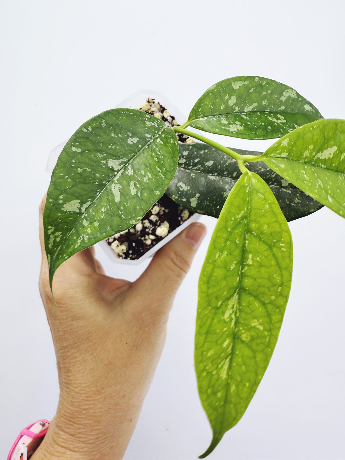 Hoya campanulata splash