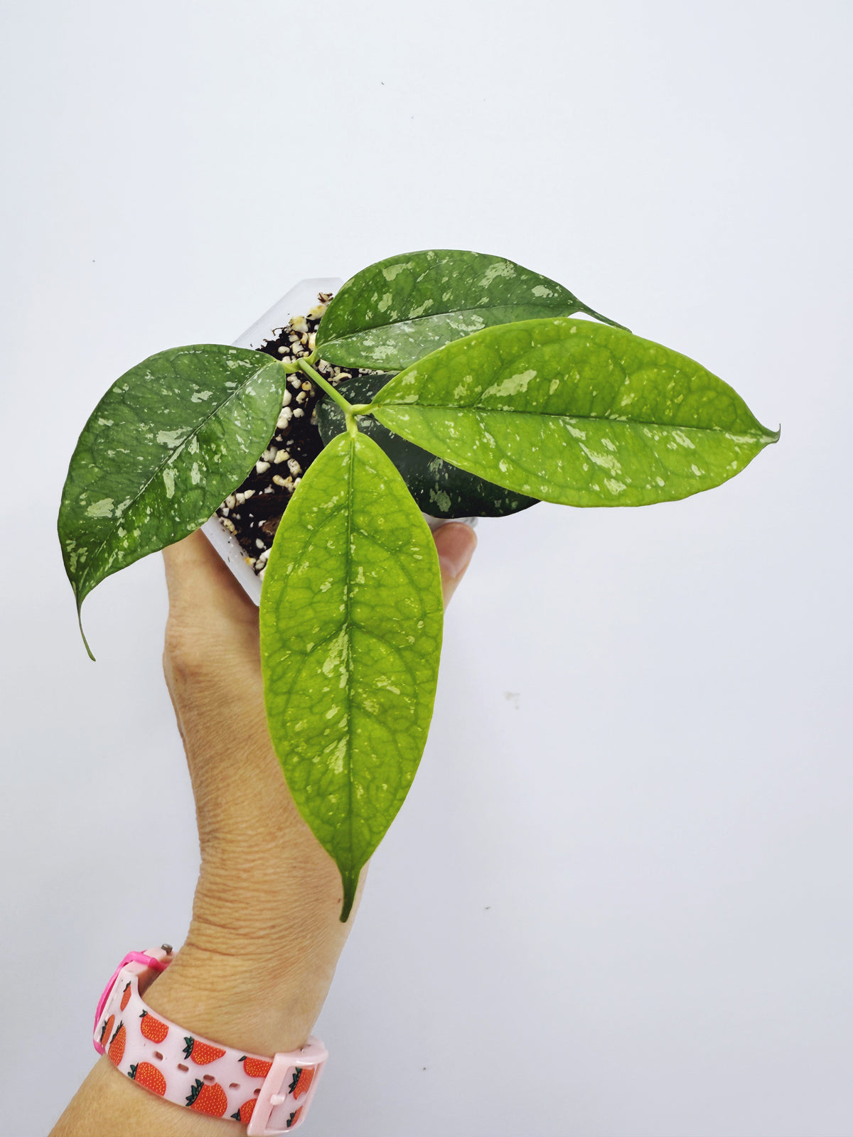Hoya campanulata splash