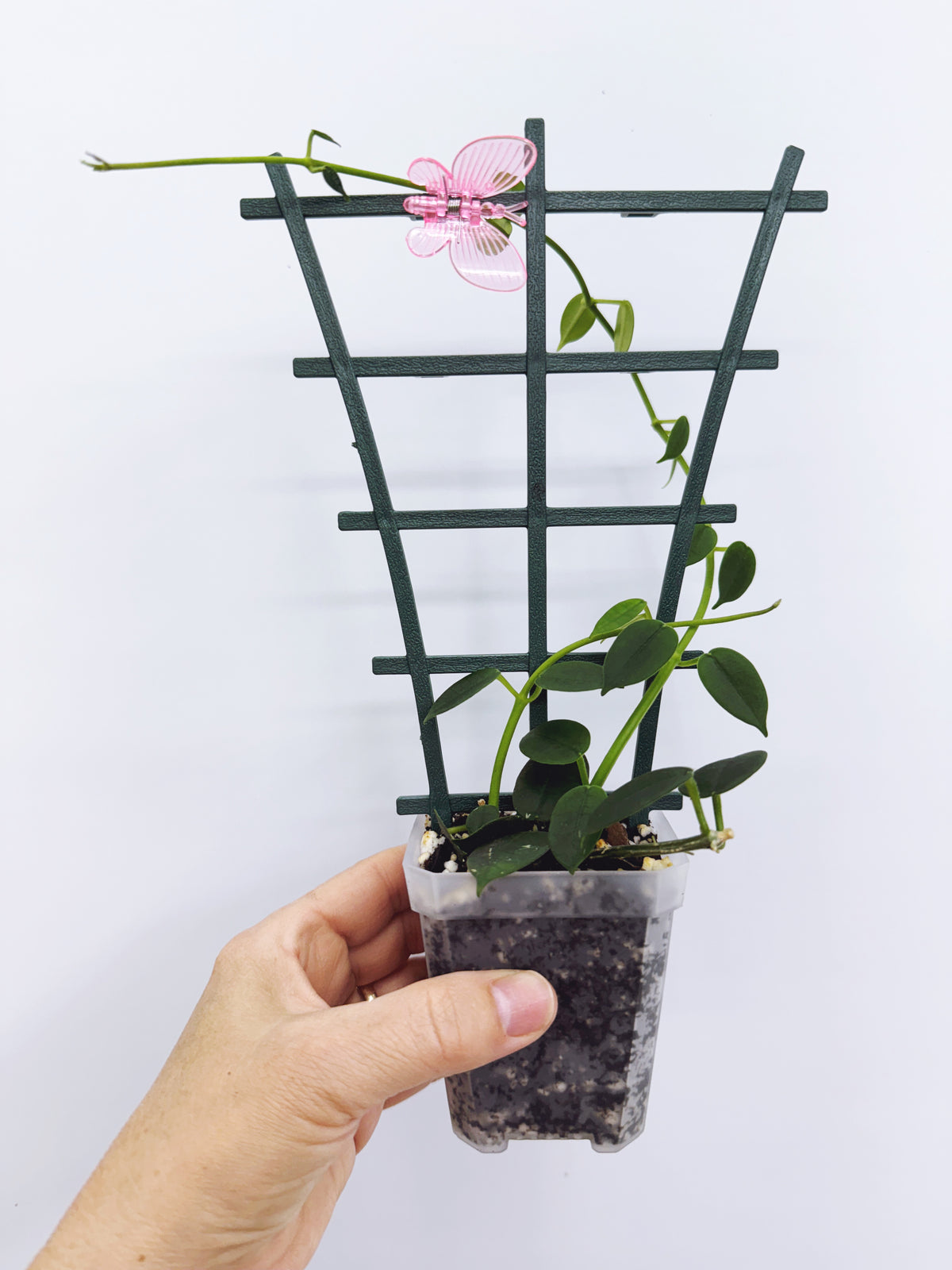 Hoya lithophytica
