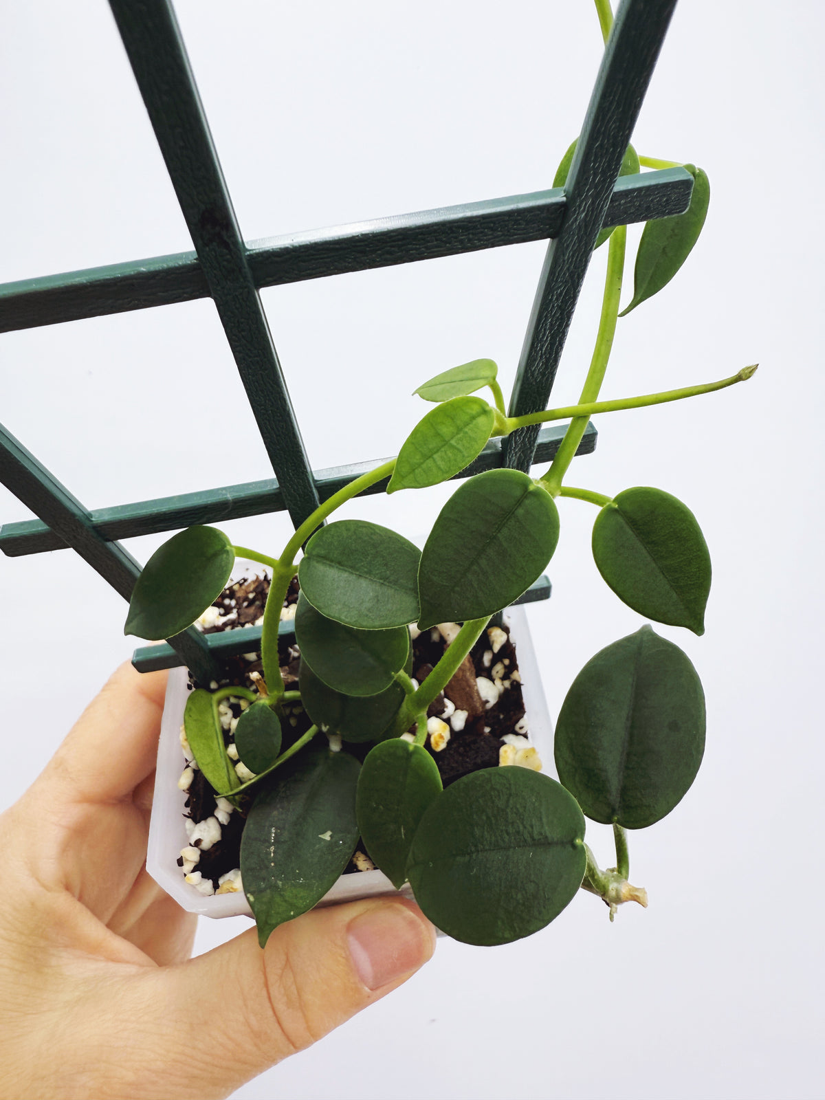 Hoya lithophytica
