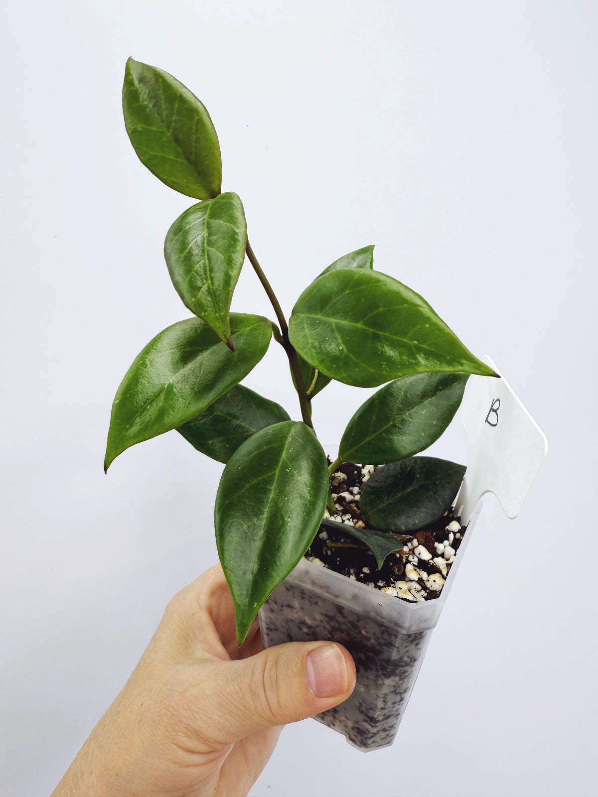 Current Plants
