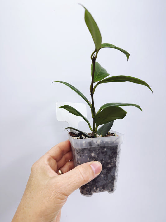 Hoya sunrise (plant B)