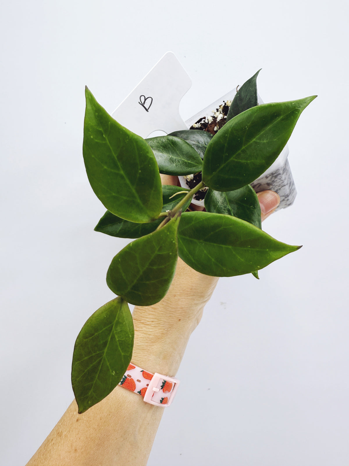 Hoya sunrise (plant B)