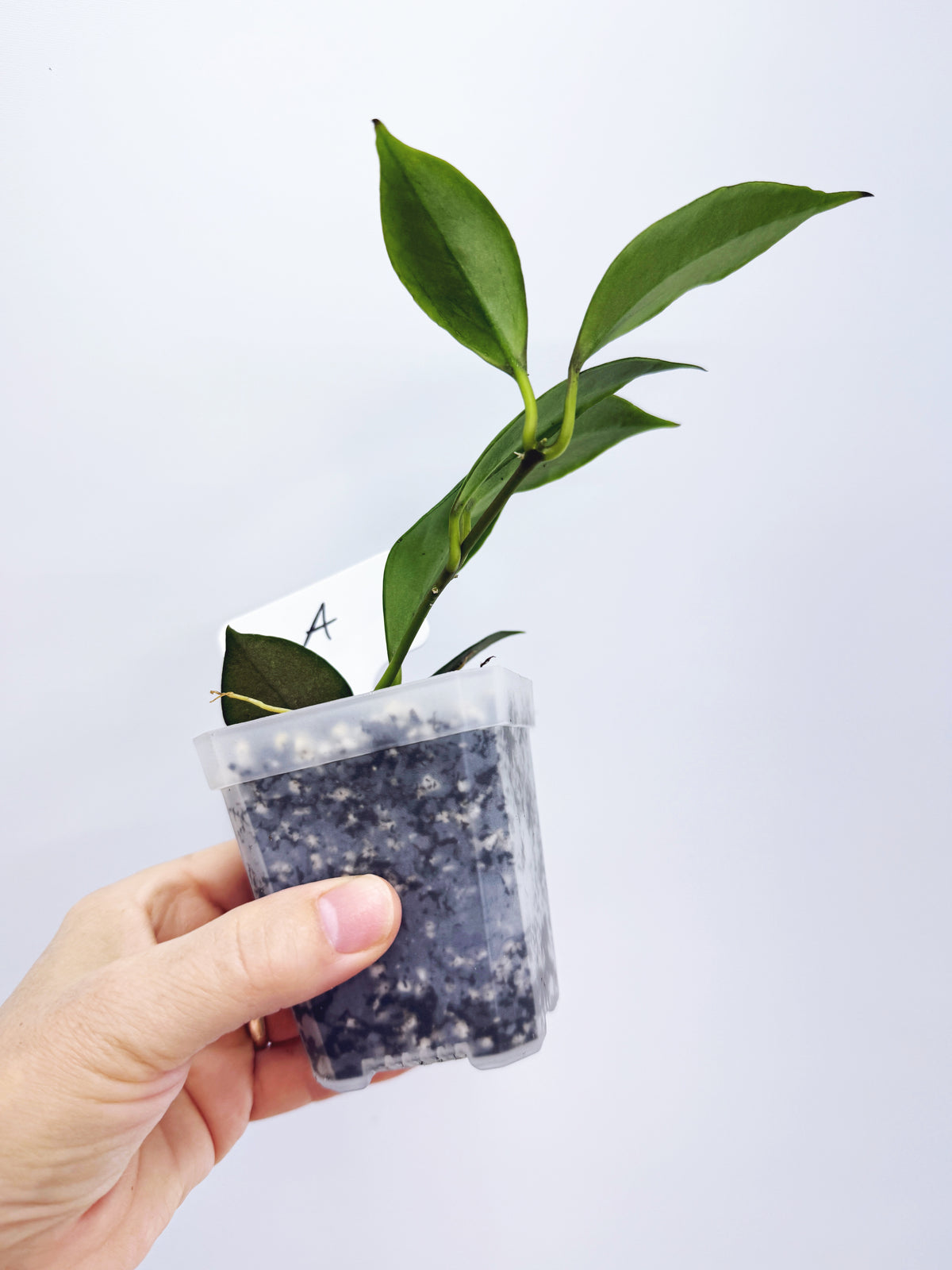 Hoya sunrise (plant A)