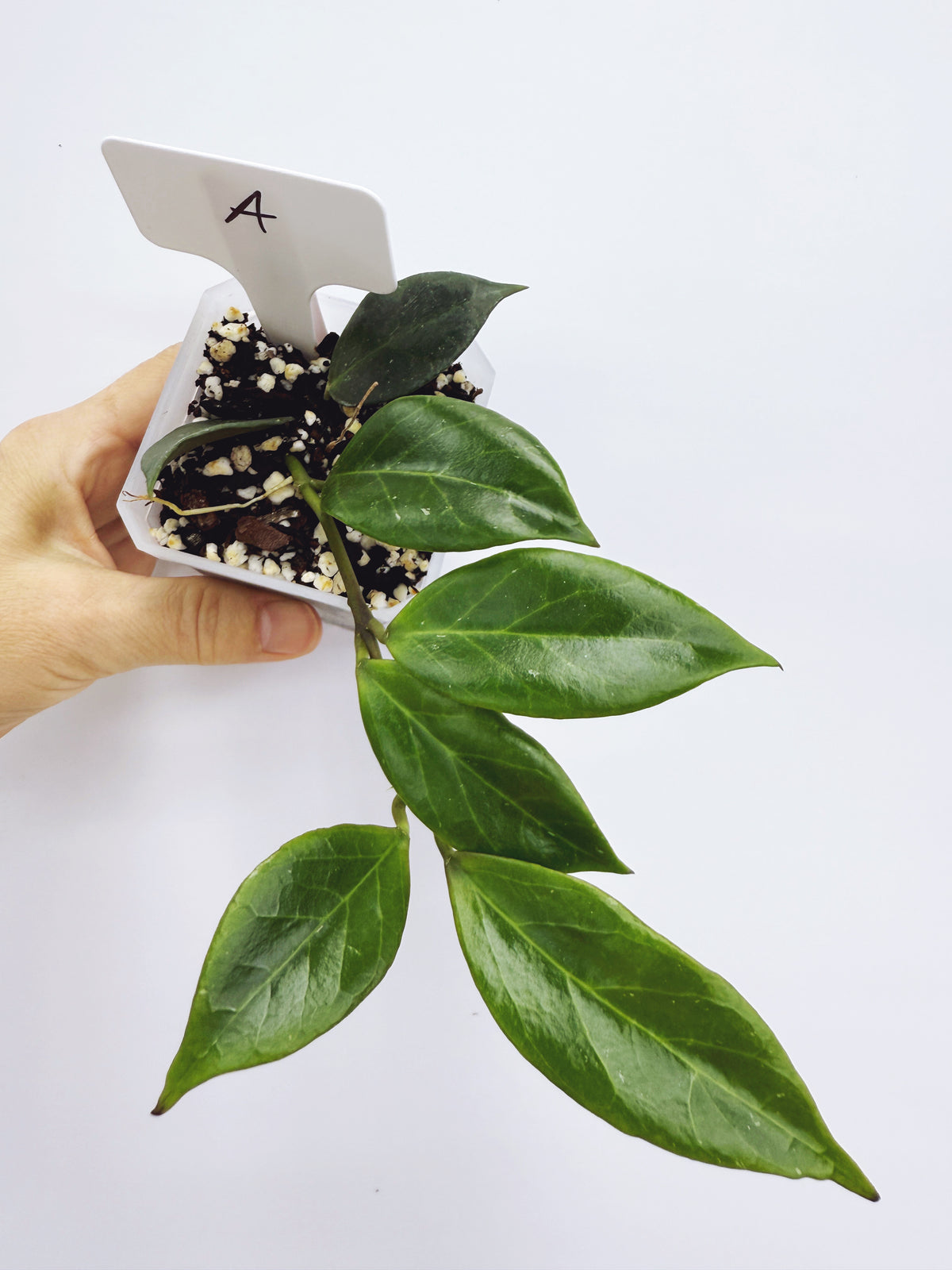 Hoya sunrise (plant A)