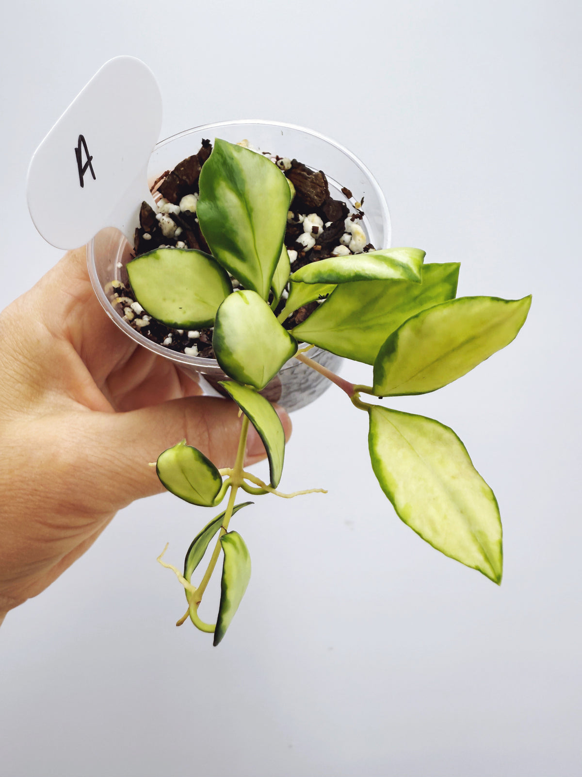 Hoya heuschkeliana variegata (Plant A)