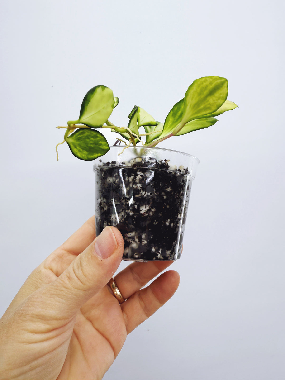 Hoya heuschkeliana variegata (Plant A)