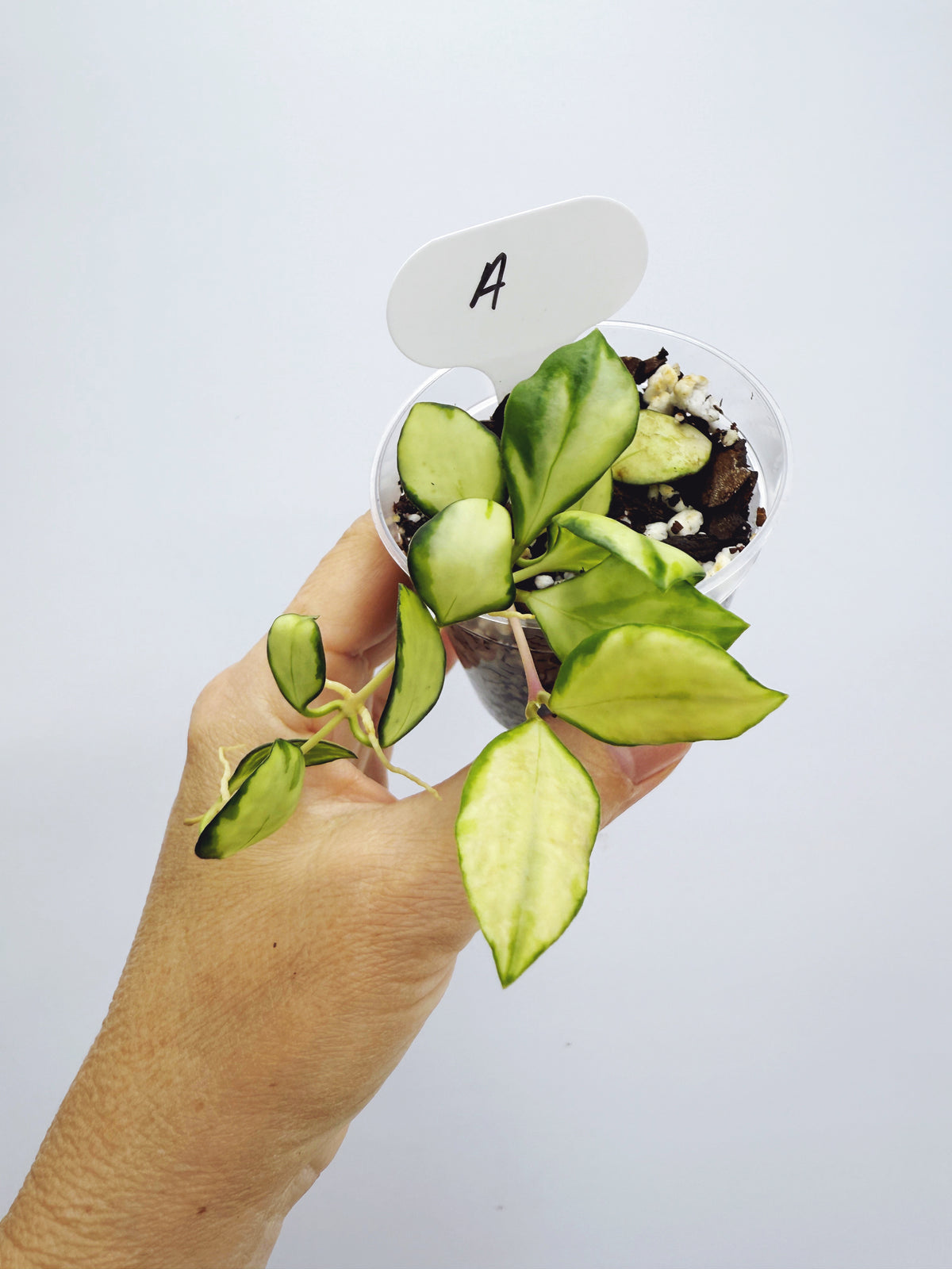 Hoya heuschkeliana variegata (Plant A)