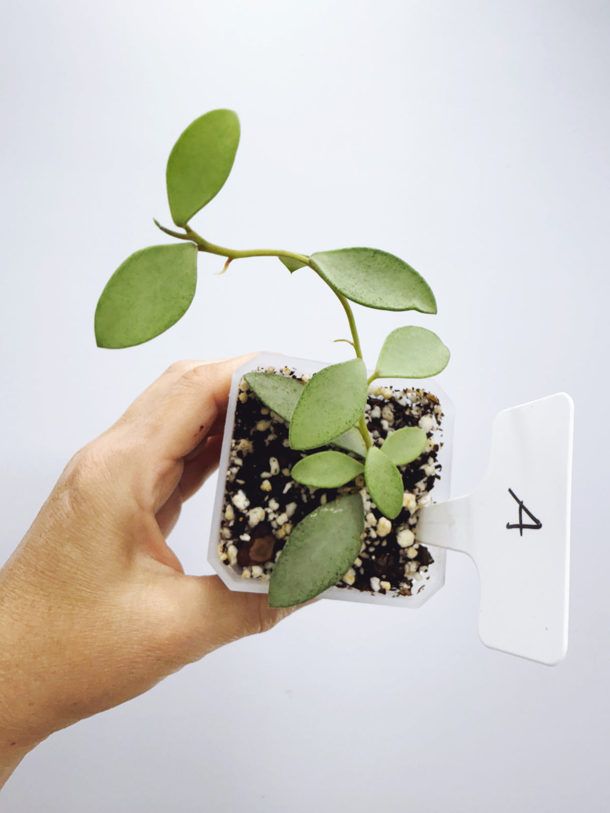 Hoya nummularioides silver (plant A)
