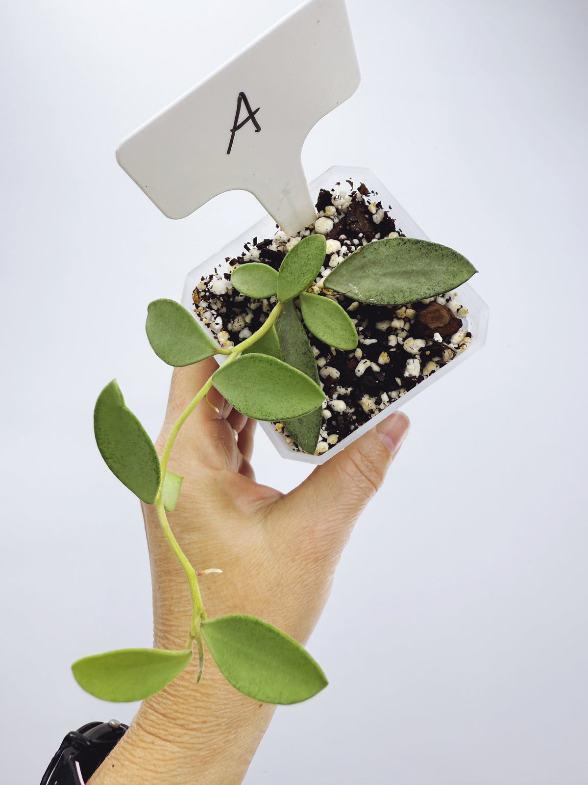 Hoya nummularioides silver (plant A)