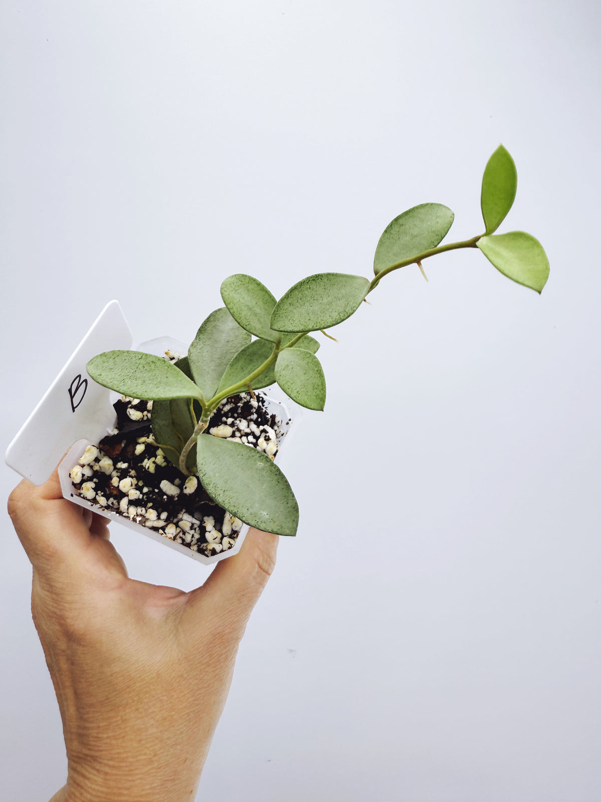 Hoya nummularioides silver (plant B)