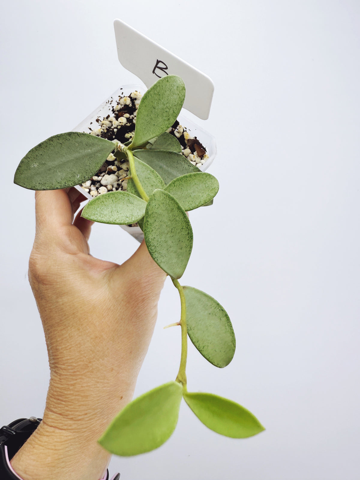 Hoya nummularioides silver (plant B)