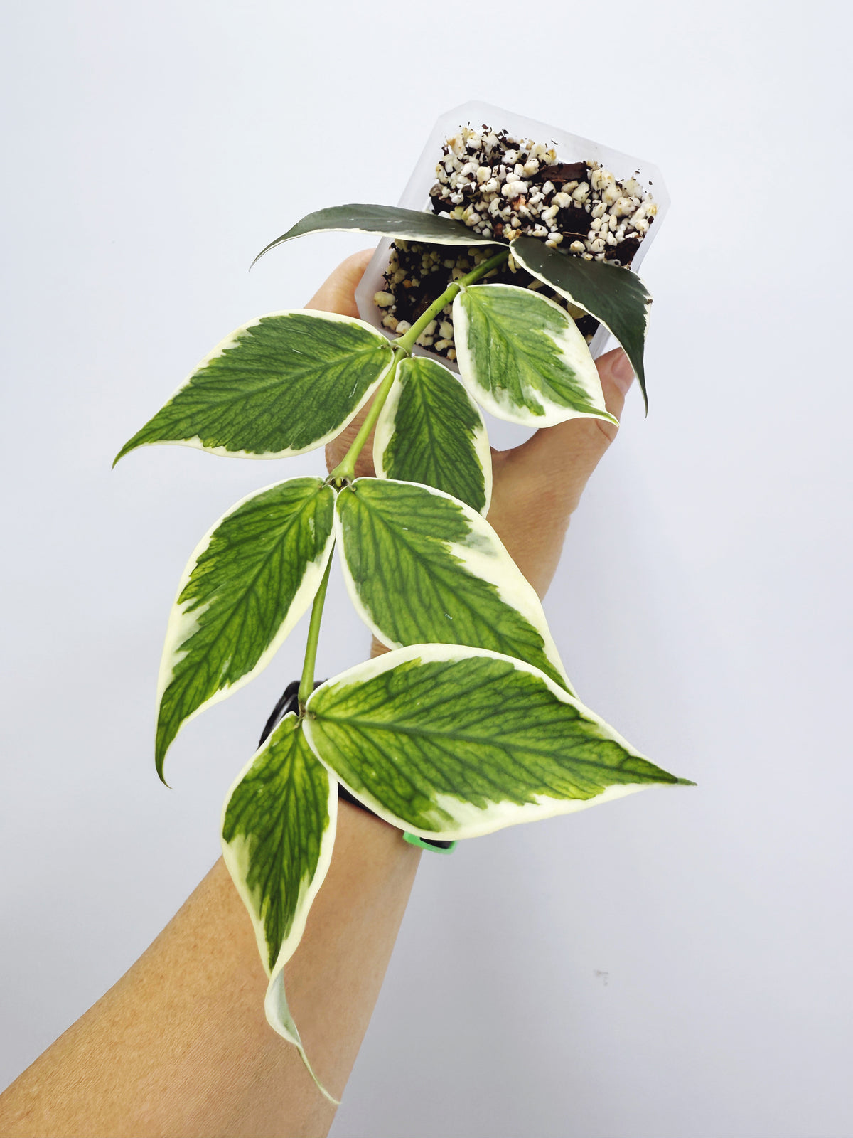 Hoya polyneura variegated