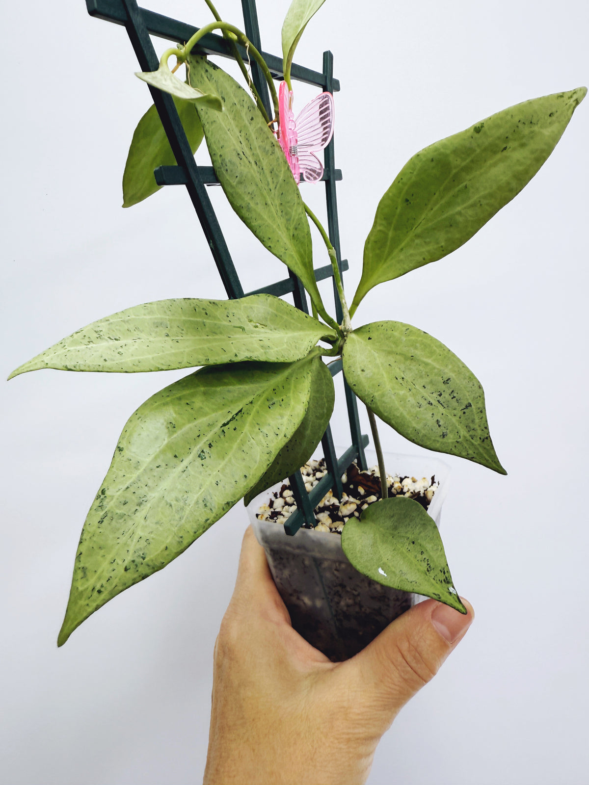 Current Plants