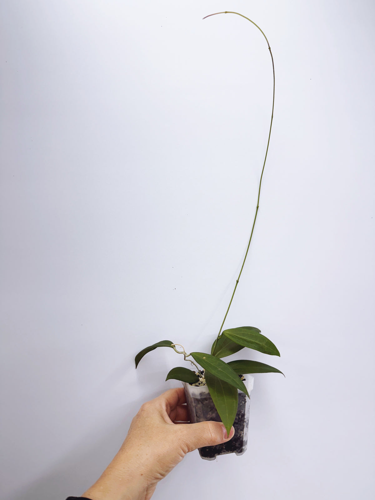 Hoya microdwarf