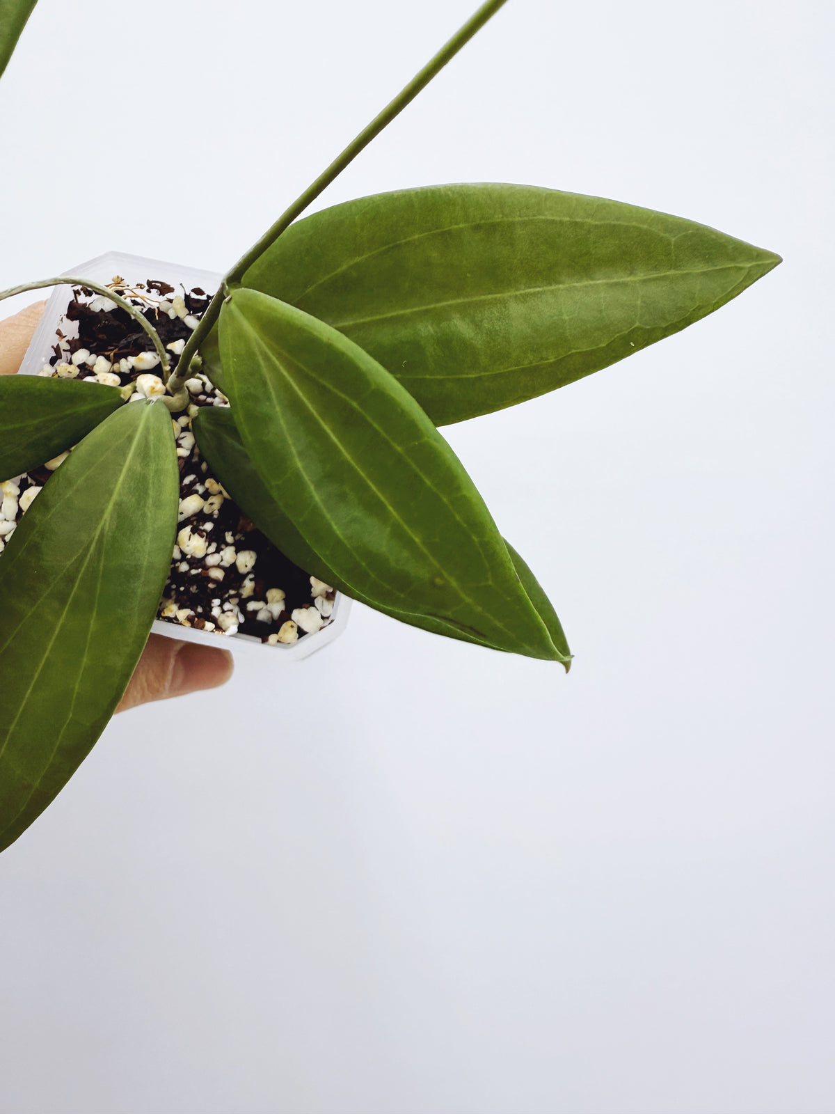 Hoya microdwarf