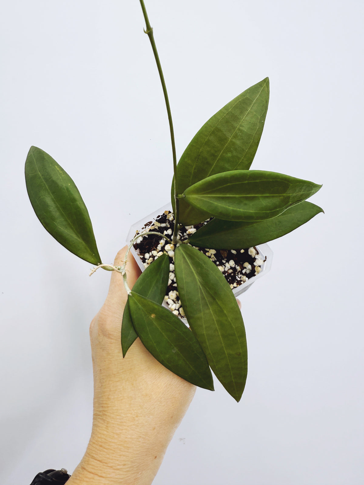 Hoya microdwarf