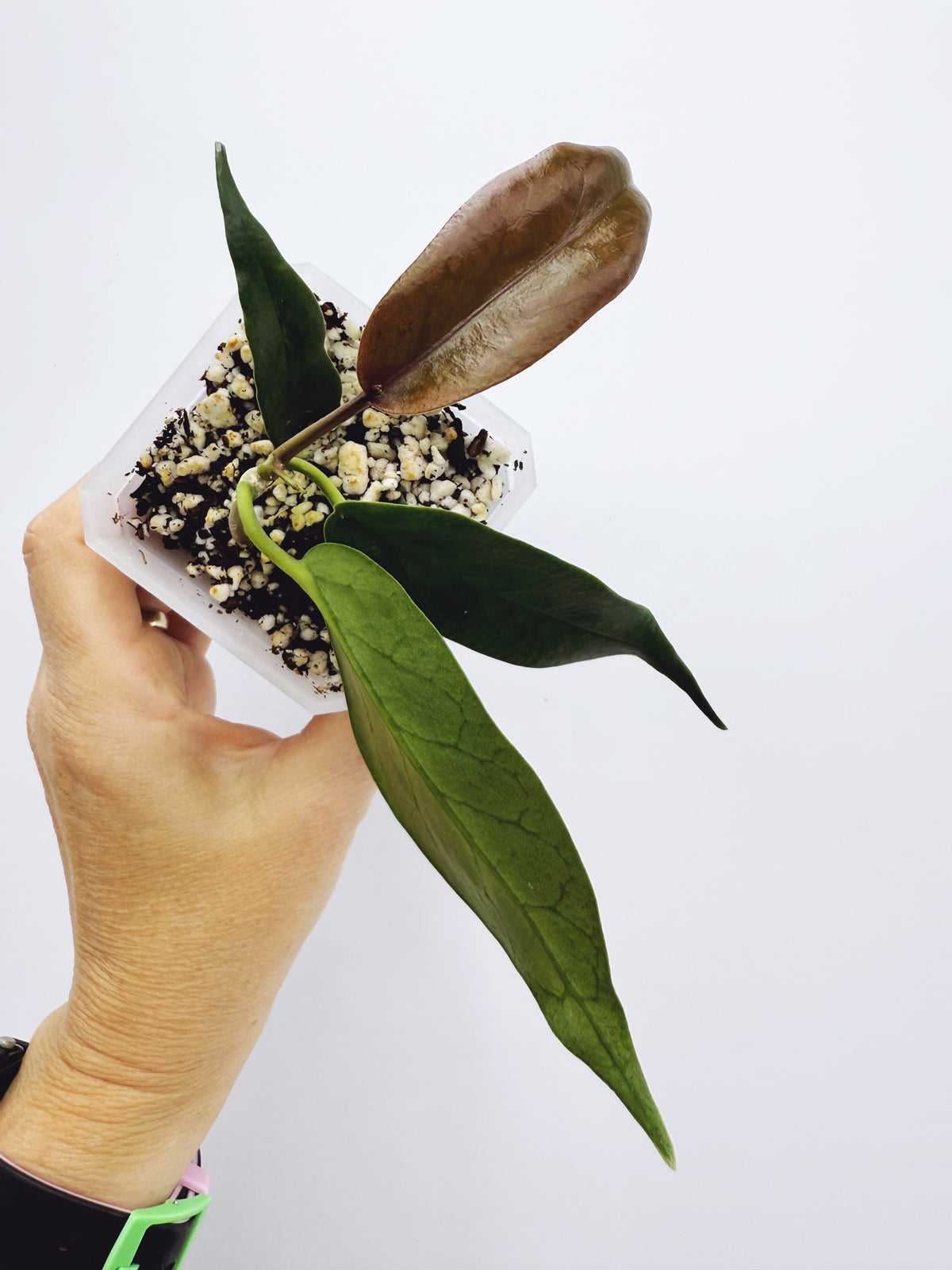 Hoya macgillivrayi