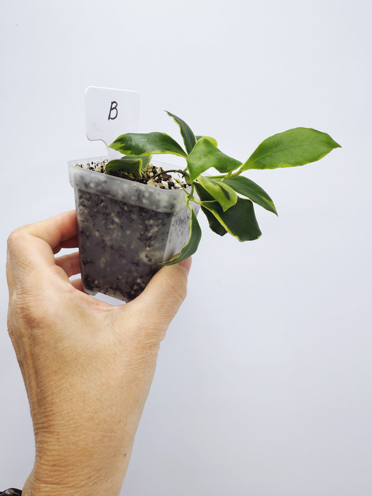 Hoya heuschkeliana albomarginata (plant B)