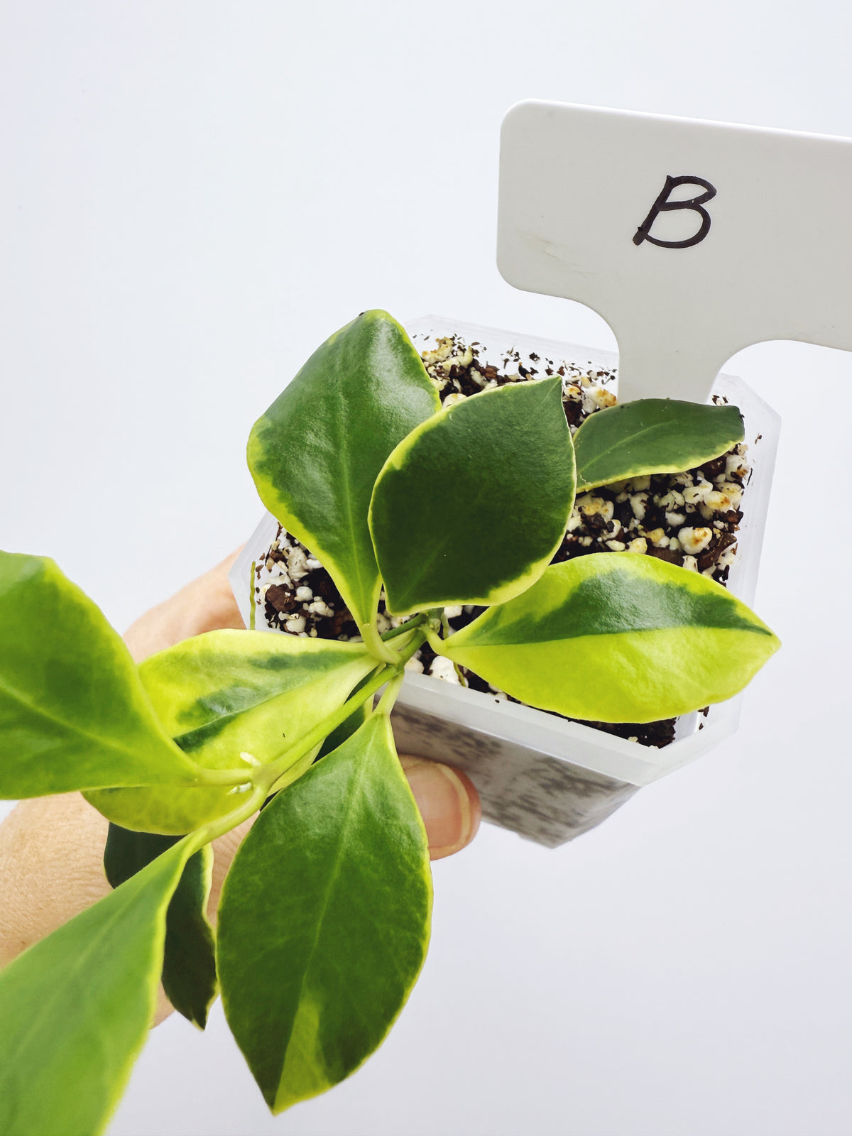 Hoya heuschkeliana albomarginata (plant B)