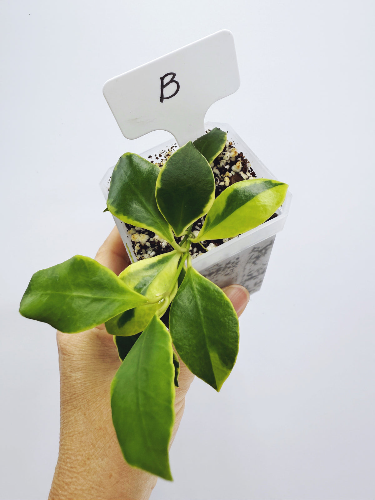 Hoya heuschkeliana albomarginata (plant B)