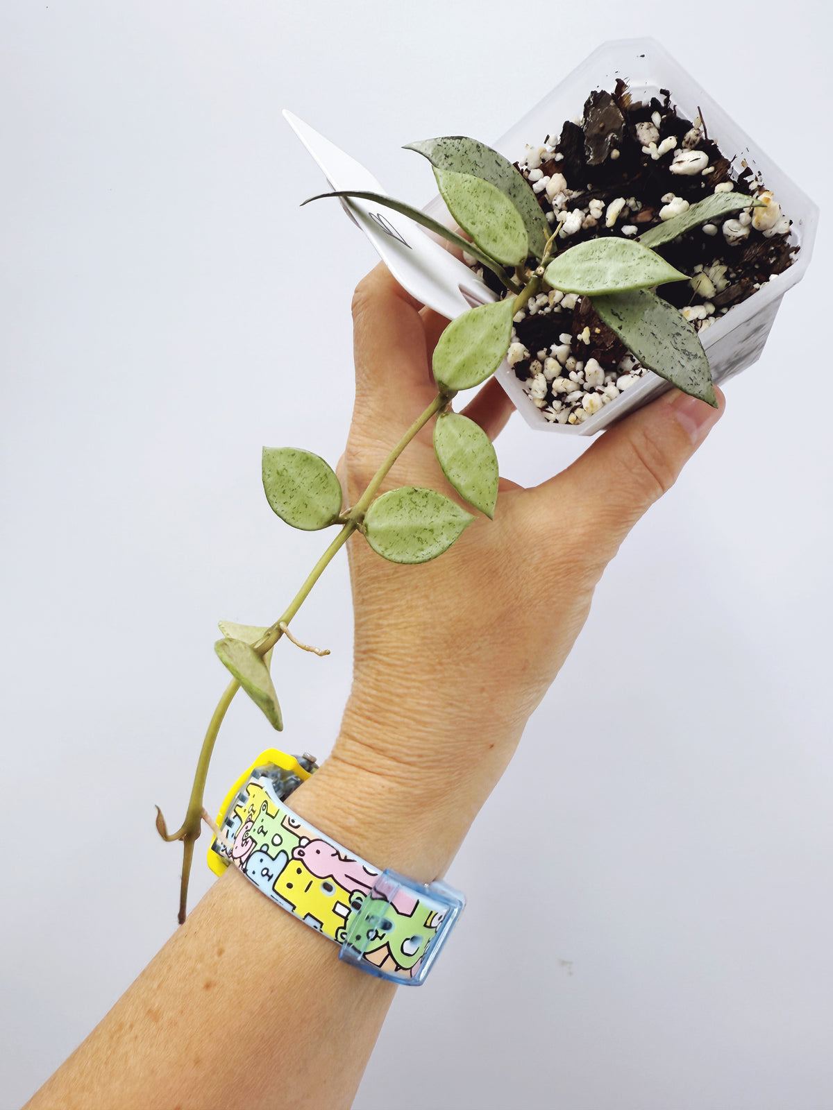 Hoya Lacunosa louisa's silver (Plant B)
