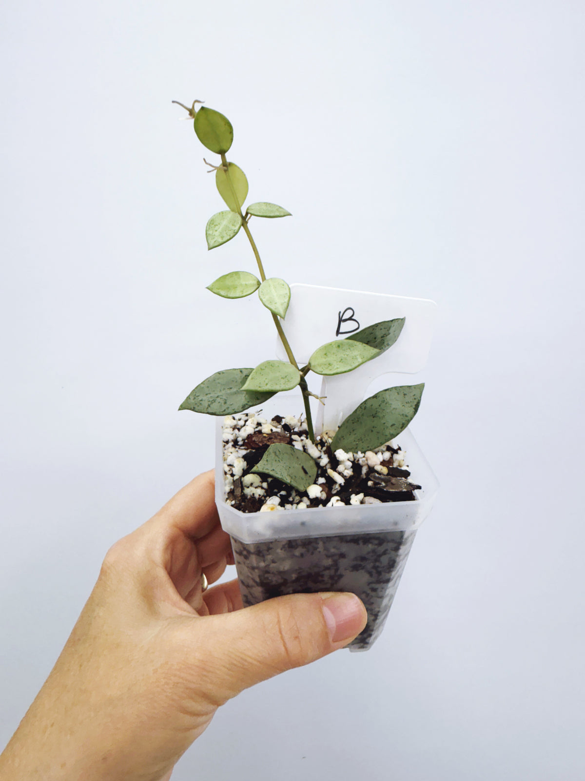 Hoya Lacunosa louisa's silver (Plant B)