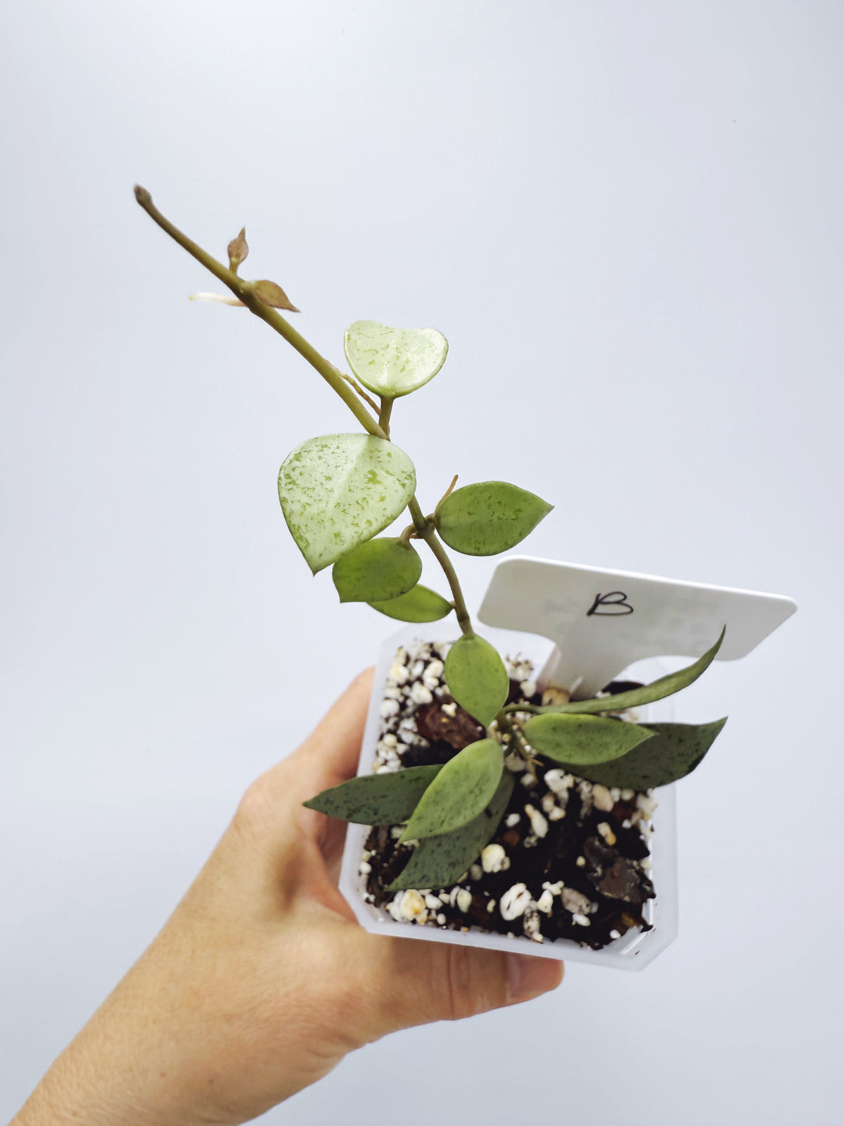 Hoya Lacunosa louisa's silver (Plant B)