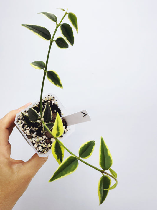Hoya bella outer variegated (Plant A)