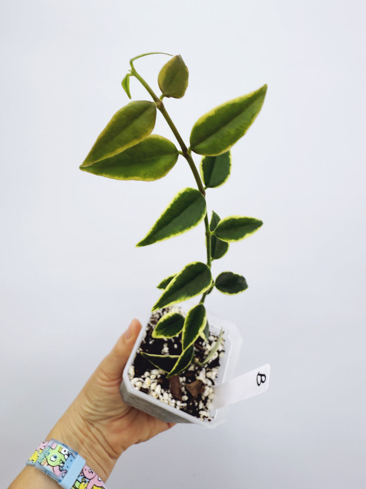 Hoya bella outer variegated (Plant B)