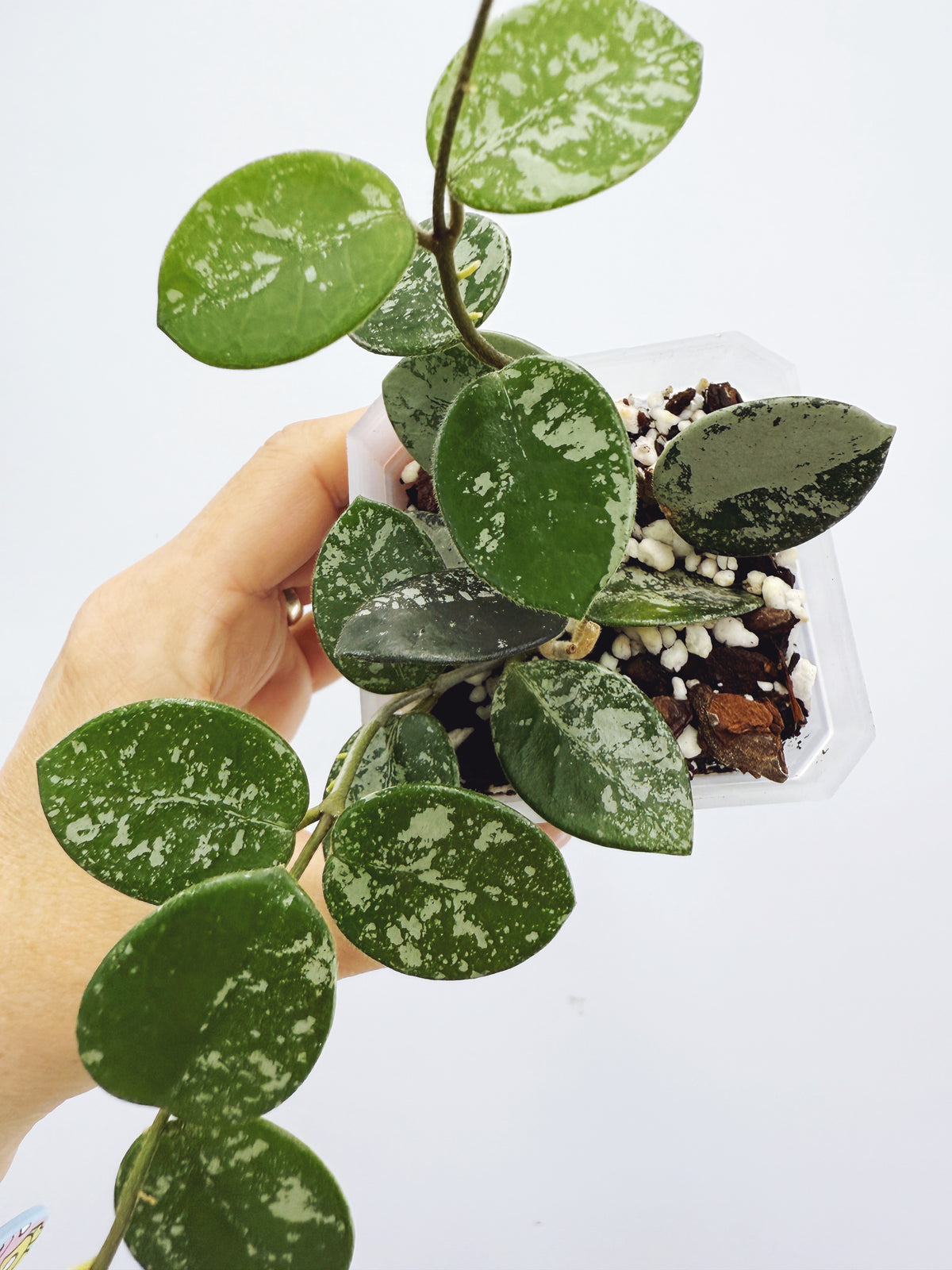 Hoya mathilde splash