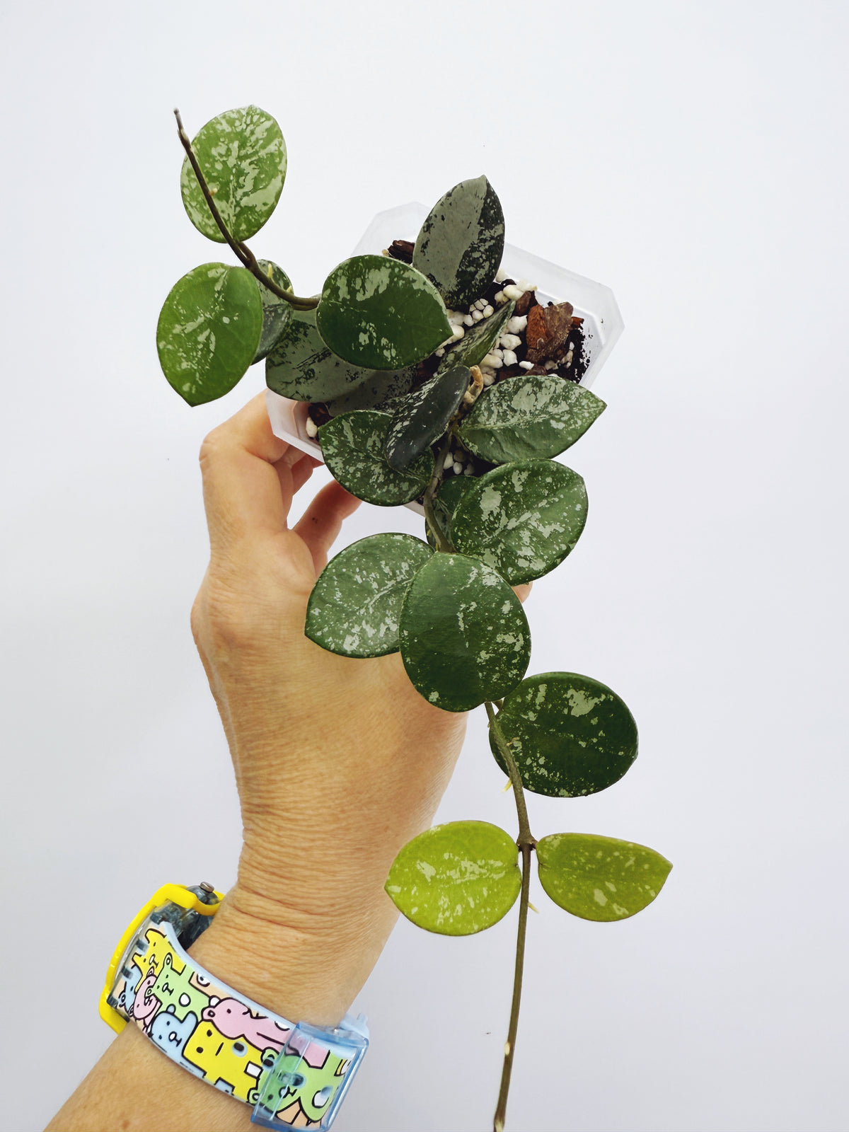 Hoya mathilde splash