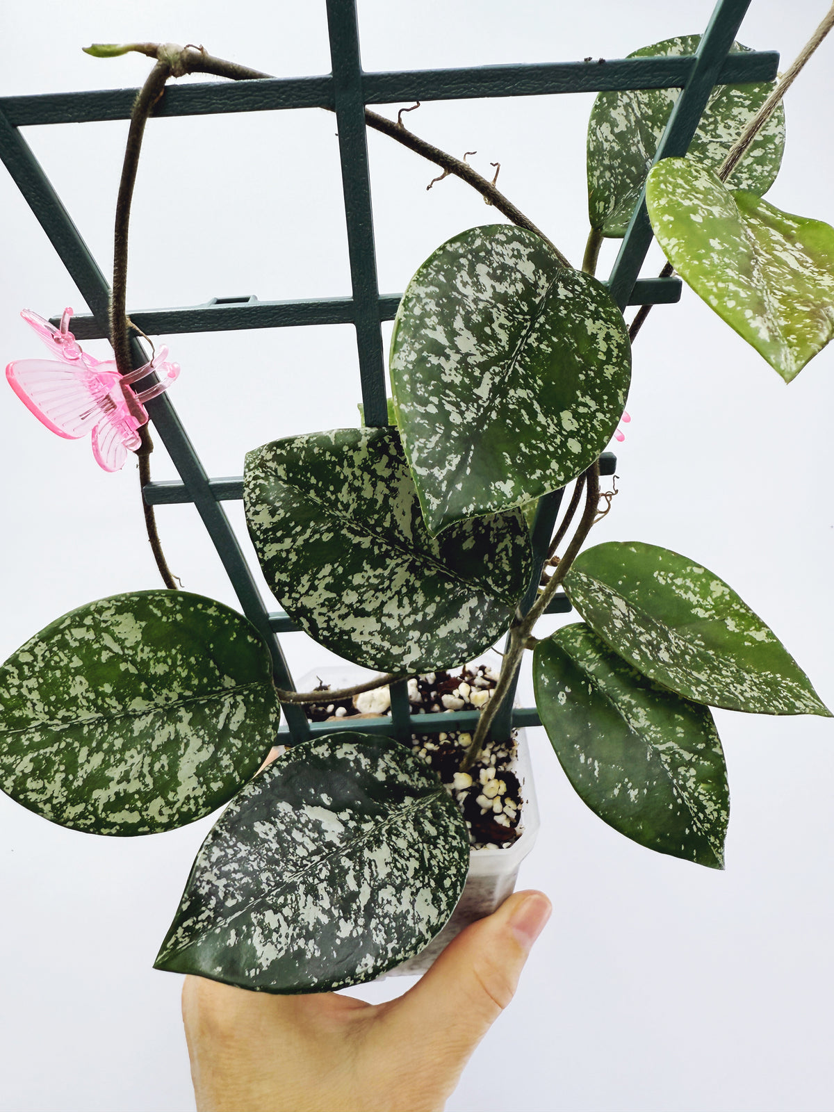 Hoya freckles splash