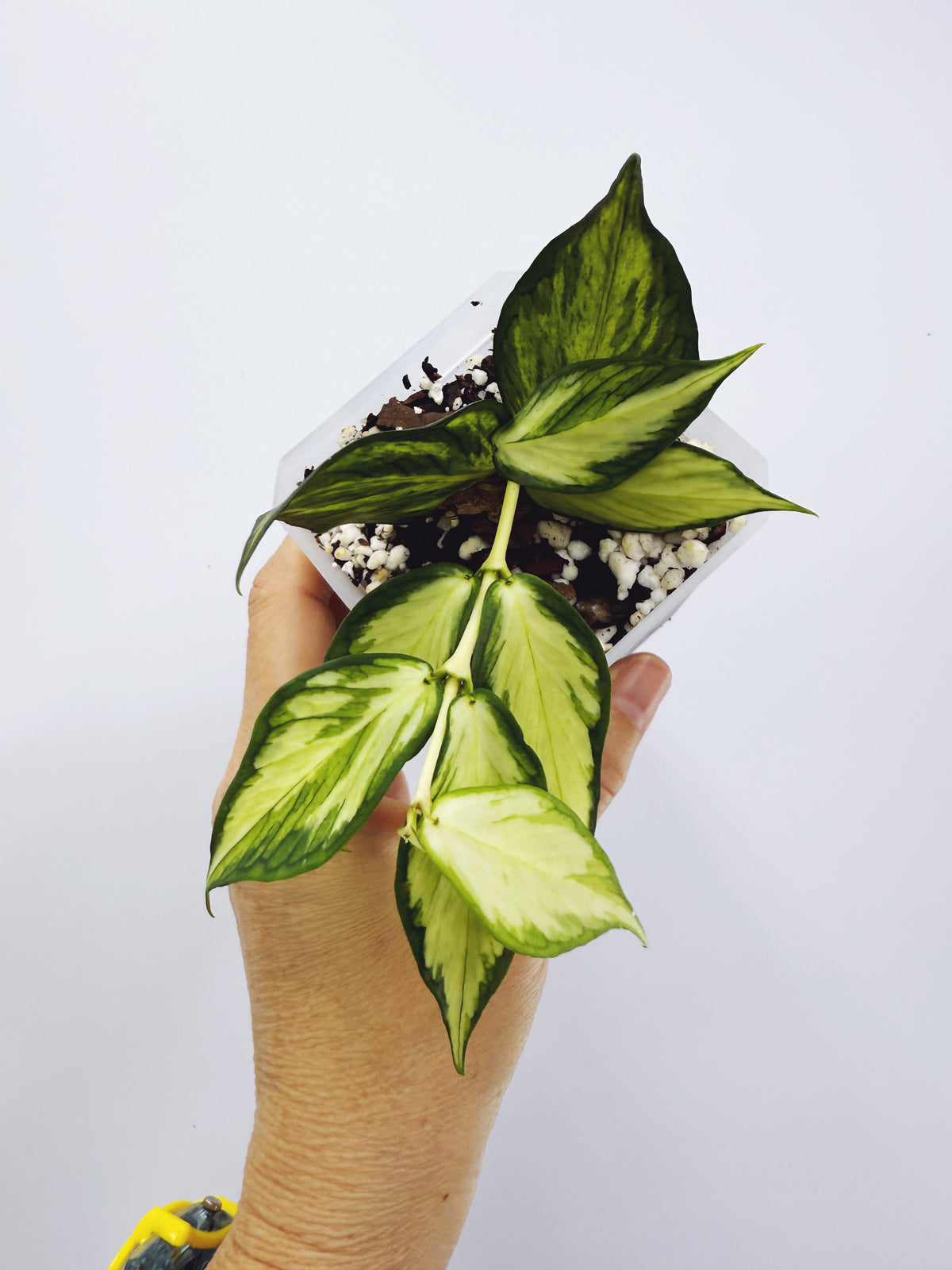 Hoya polyneura inner variegated