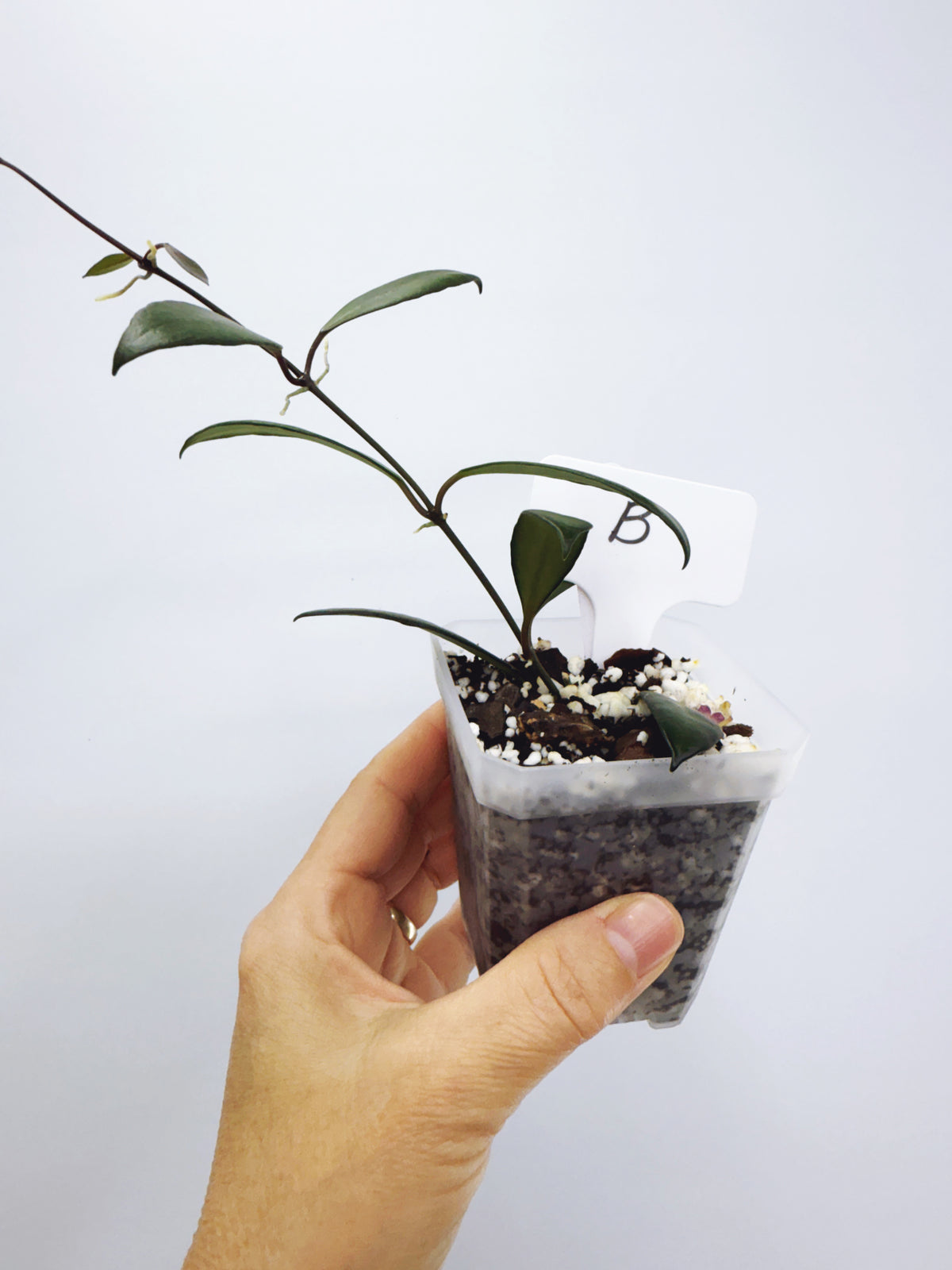 Hoya davidcummingii Plant B