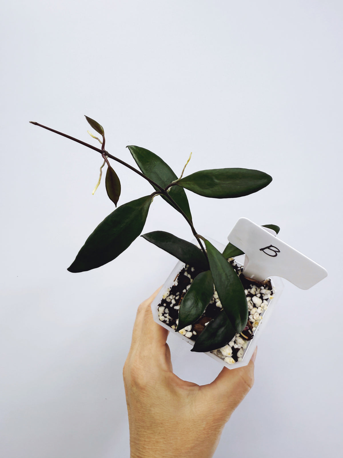 Hoya davidcummingii Plant B