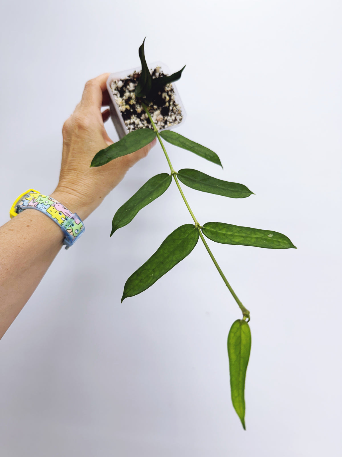 Hoya pandurata