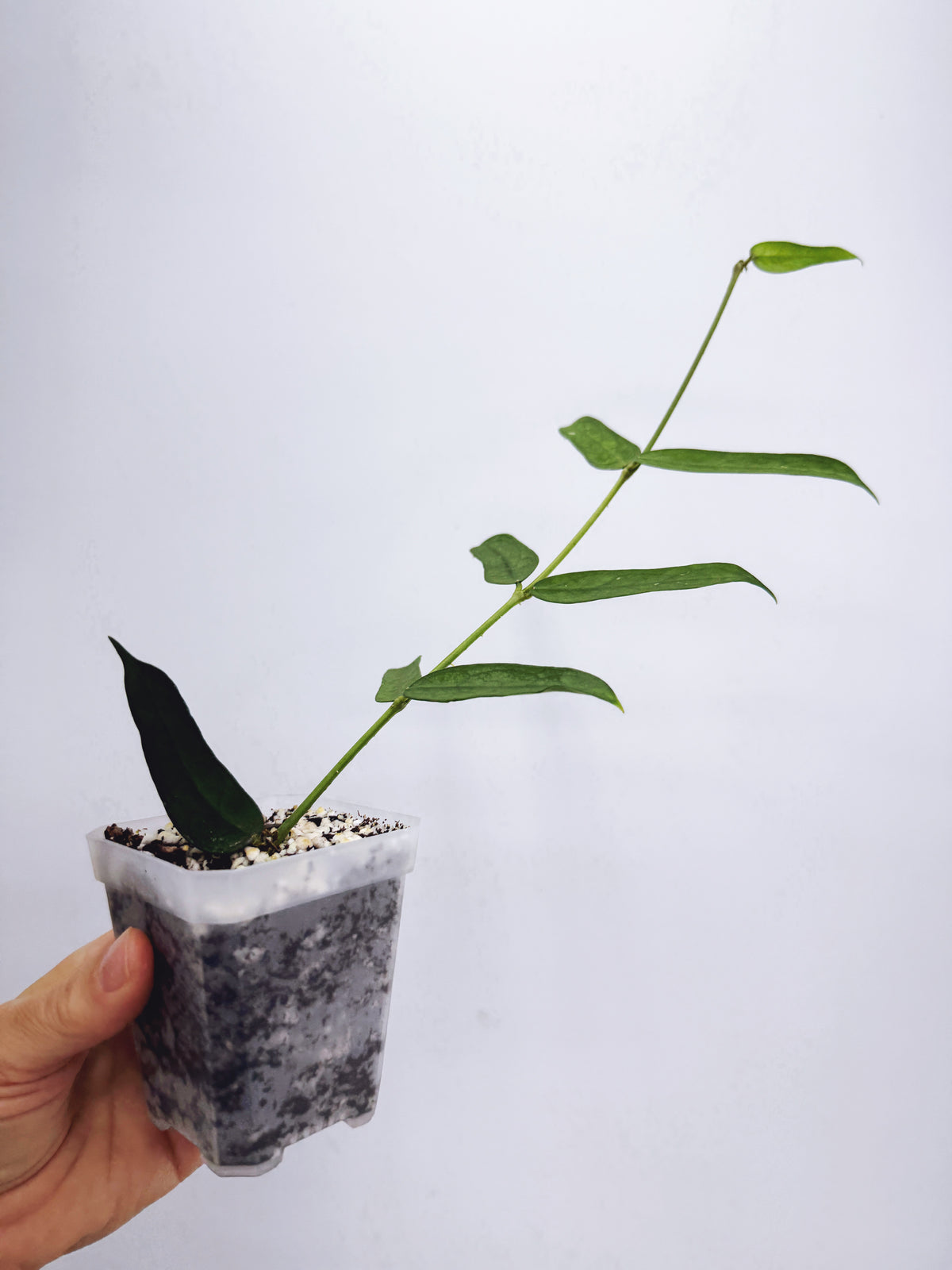 Hoya pandurata