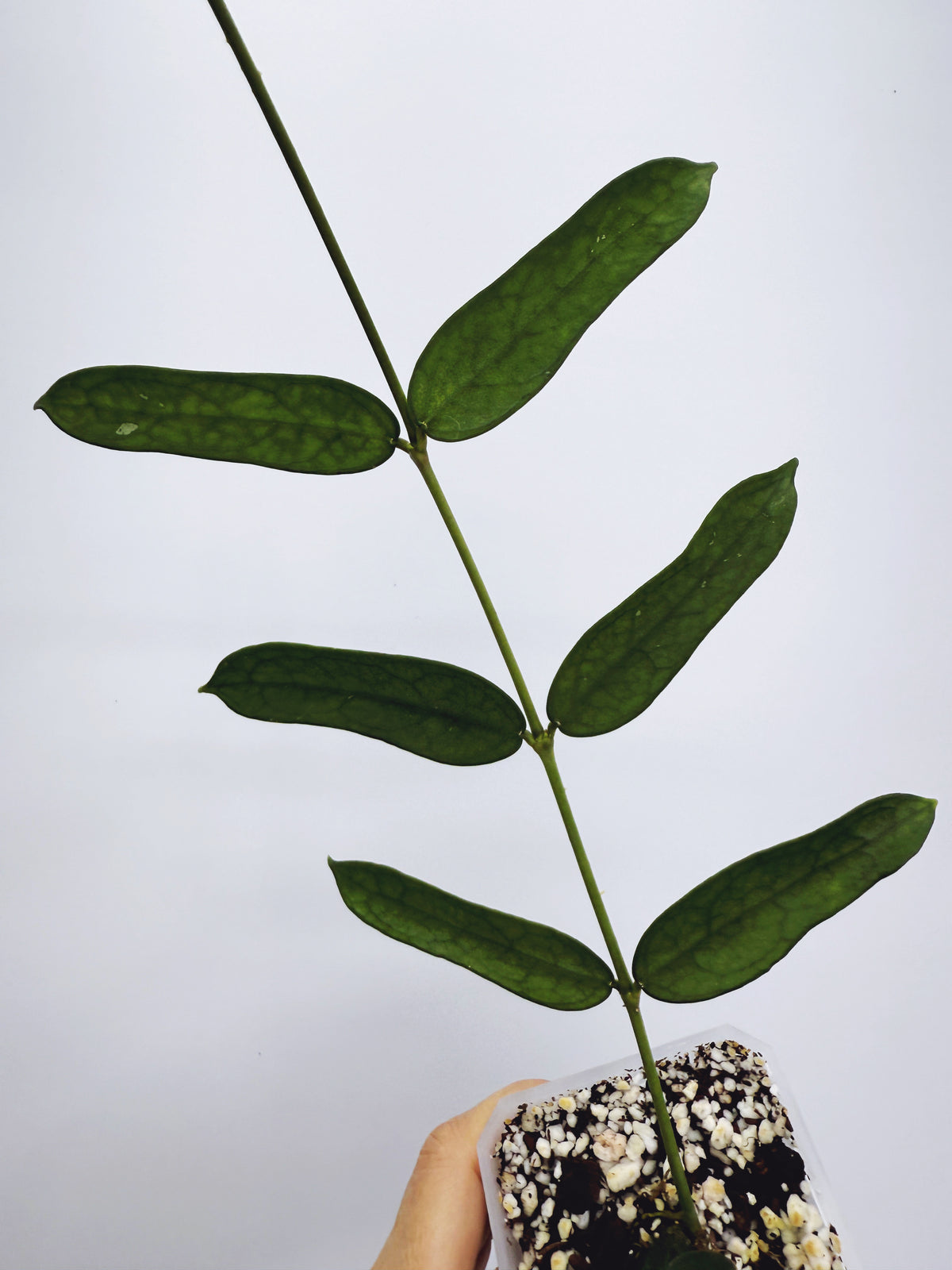 Hoya pandurata