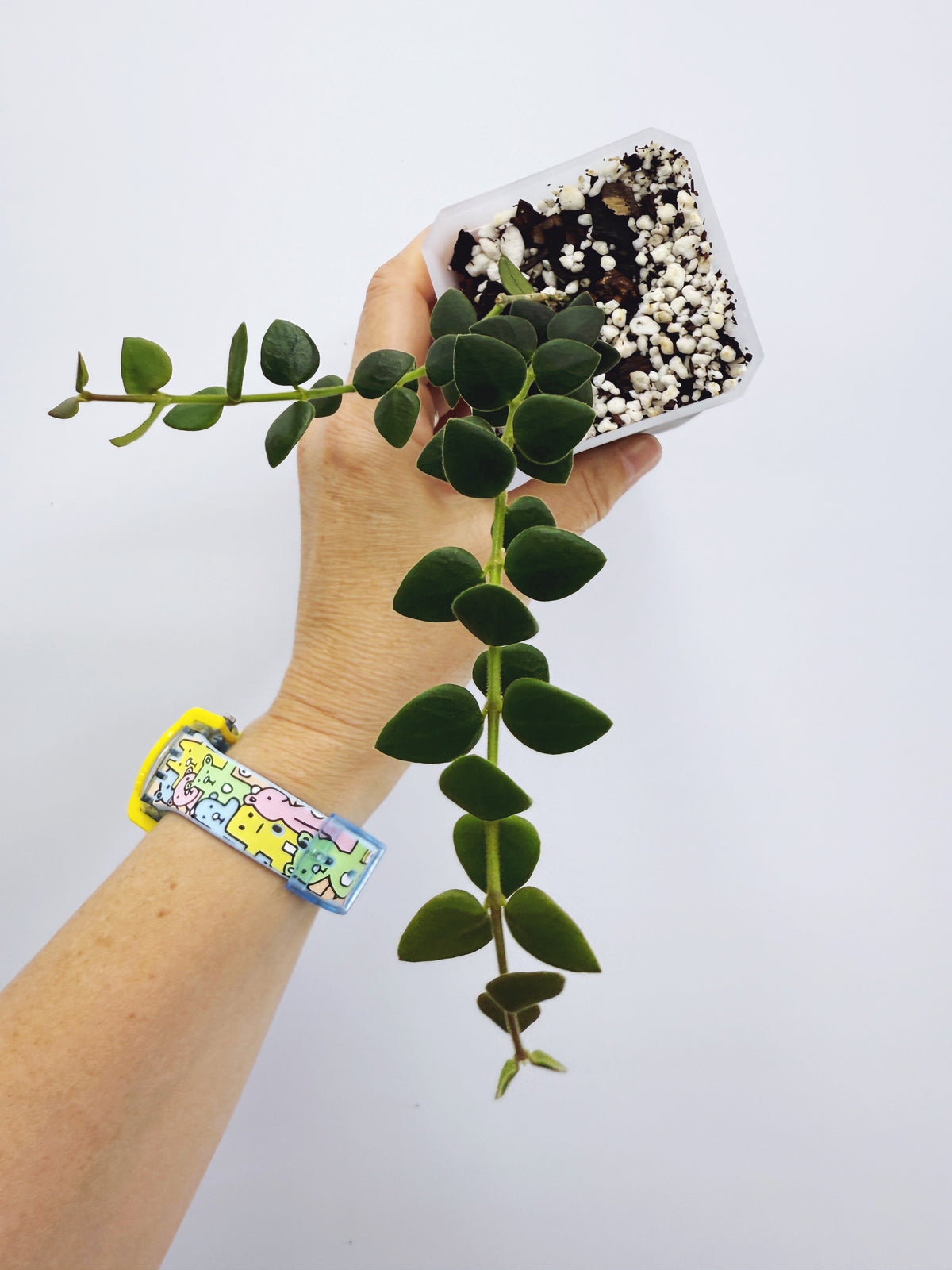 Hoya chinghungensis