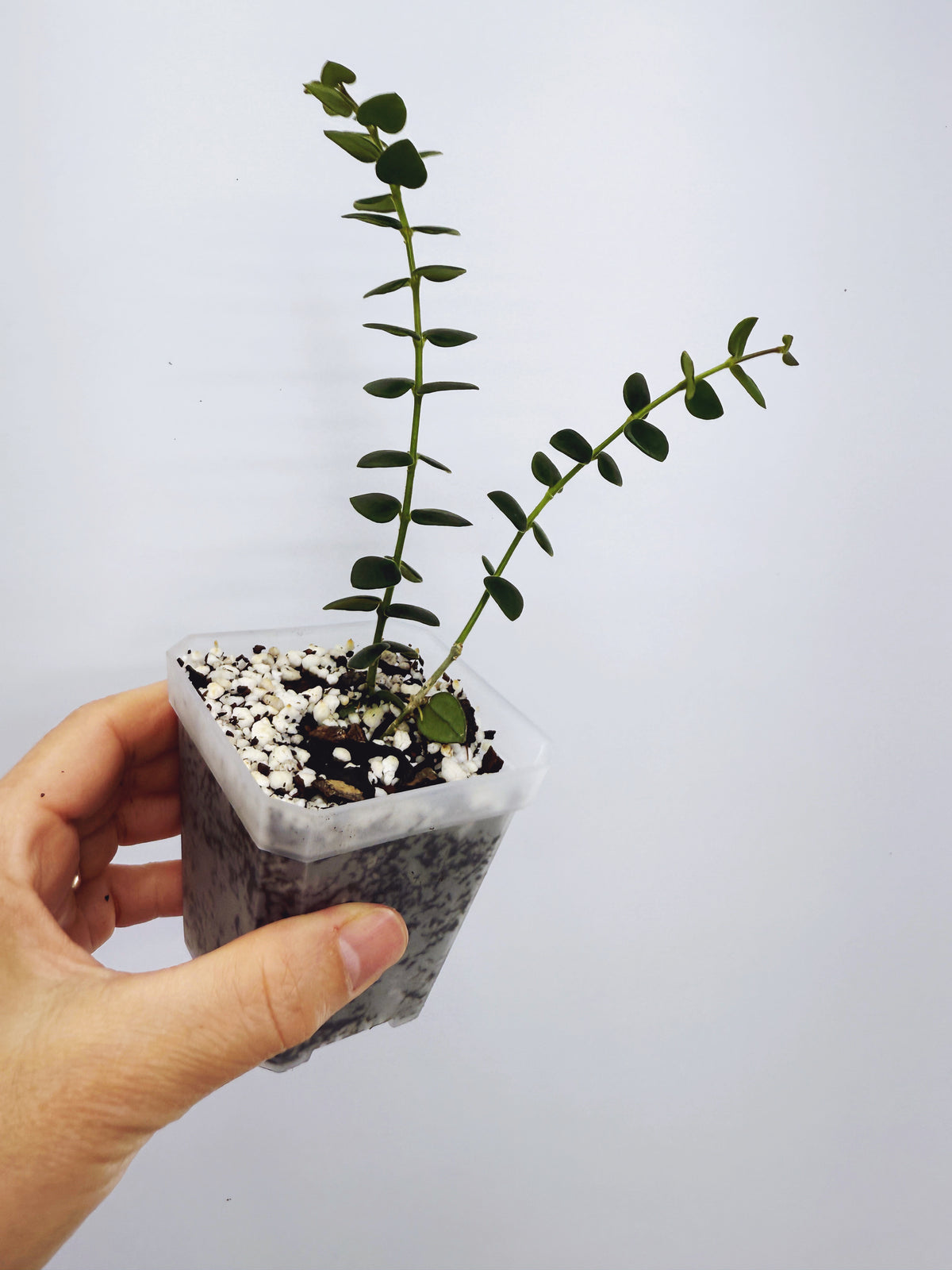 Hoya chinghungensis